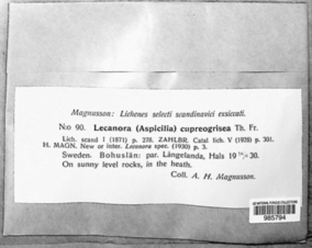 Circinaria cupreogrisea image